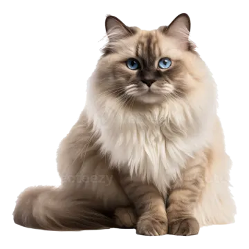 a cat with blue eyes sitting down