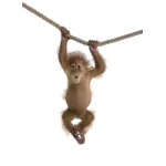 a baby orang hanging on a rope