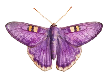 a purple moth on a white background