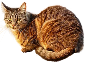 a brown and black cat