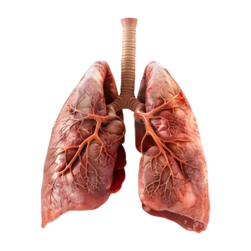 an image of a human lungs