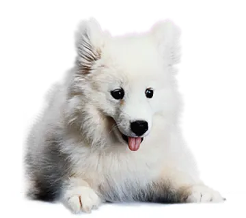 a small white dog laying down with its tongue out