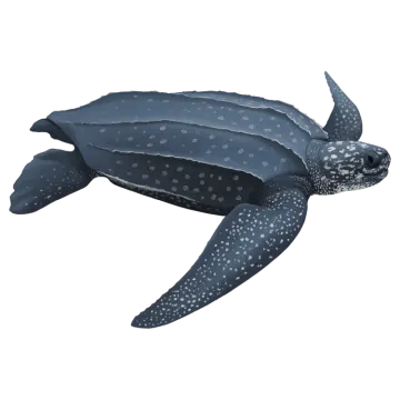 a green sea turtle swimming in the ocean