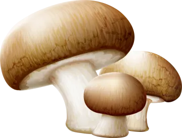 two mushrooms on a white background