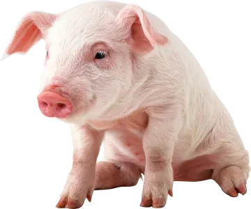 a small white pig sitting on a white surface
