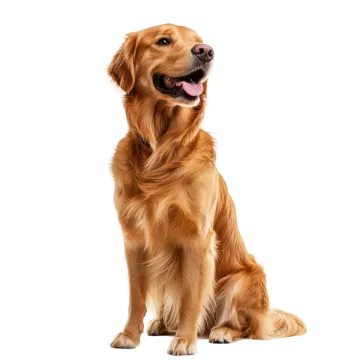 a golden retrieve dog sitting on a white background