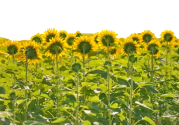 a field of sunflowers