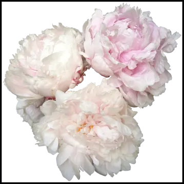 a bunch of pink and white peonie flowers