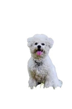 a small white dog sitting in the grass