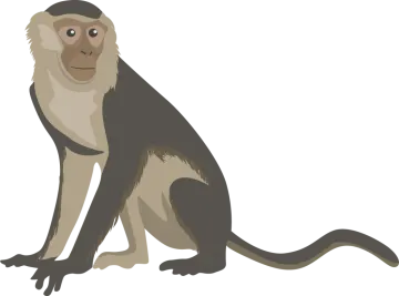 a monkey sitting on a white background