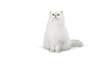 a white cat with green eyes sitting down
