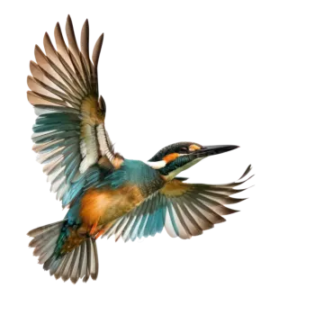 a bird with its wings spread in the air