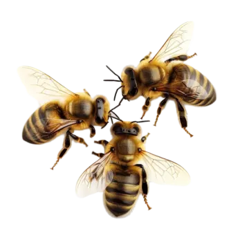 three bees on a white background
