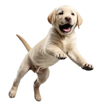 a yellow labrador puppy jumping in the air