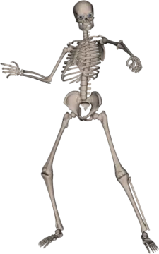a skeleton is shown in this image