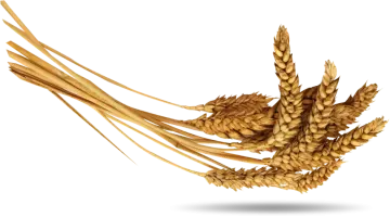 wheat on a white background