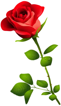 a red rose on a white background