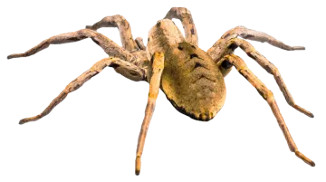 a large brown spider on a white background