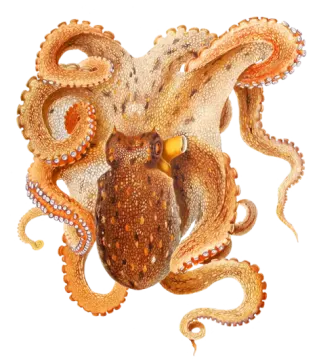 an octopus with tentacles on its back