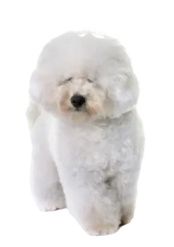 a small white dog sitting on a white surface