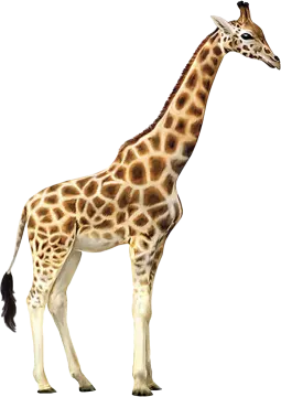 the gi is brown and white