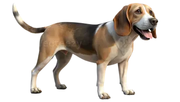 a brown and black dog standing on a white background