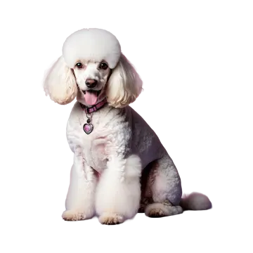 a small white dog sitting down with its tongue out