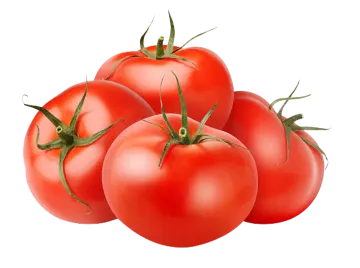three tomatoes on a white background