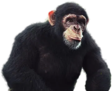a small monkey sitting on top of a table