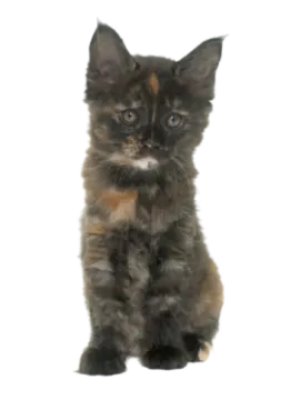 a small kitten sitting on top of a white surface