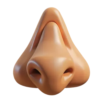 a close up view of the nose