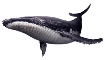 a hump whale is shown in this image