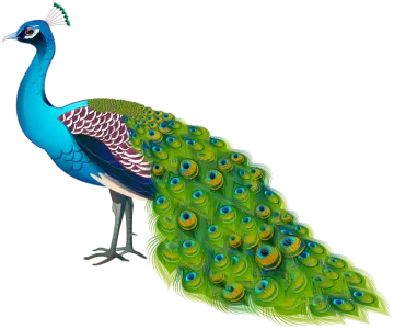 a peacock with blue and green feathers