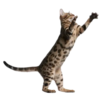a cat standing on its hinds
