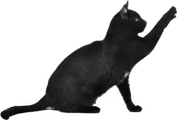 a black cat standing on its hinds