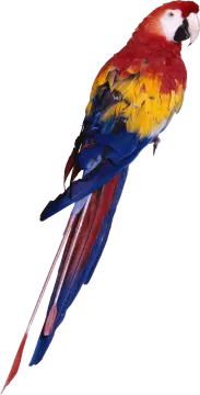 a red and yellow parrot perched on top of a branch