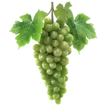 a bunch of green grapes on a white background