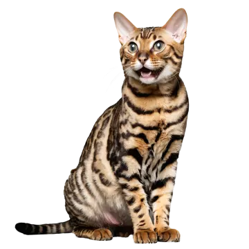 a bengal cat sitting down with its mouth open