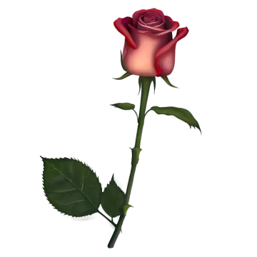 a single red rose on a white background