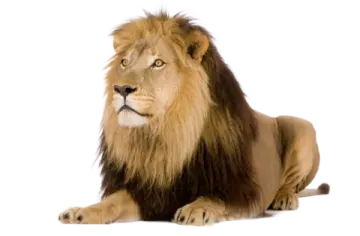 a lion laying down on a white background