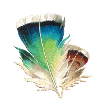 a watercolor drawing of a feather