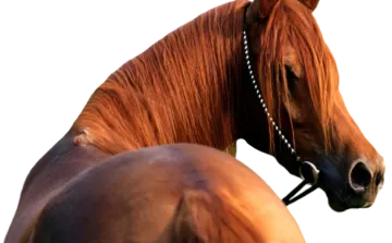 a close up of a horse's head