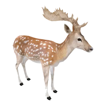 a small deer standing in front of a white background