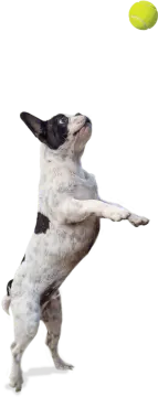 a dog jumping up to catch a tennis ball