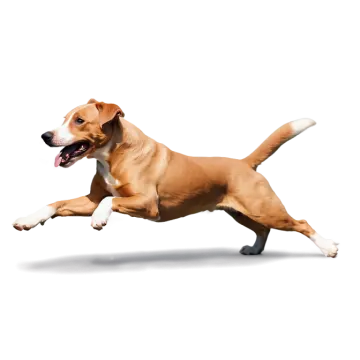 a brown and white dog running on a white background
