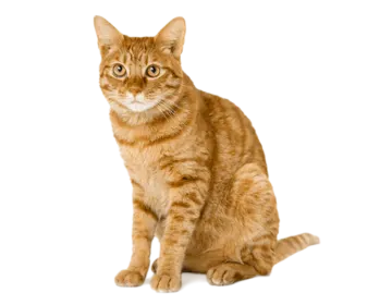 an orange cat sitting on a white surface