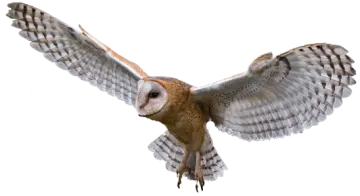 a barn owl in flight