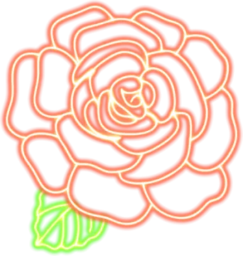 a white rose with green leaves on it