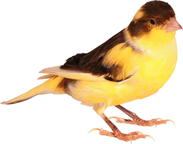 a yellow and black bird sitting on a white surface