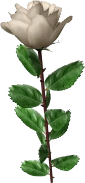 a white rose on a stem with green leaves